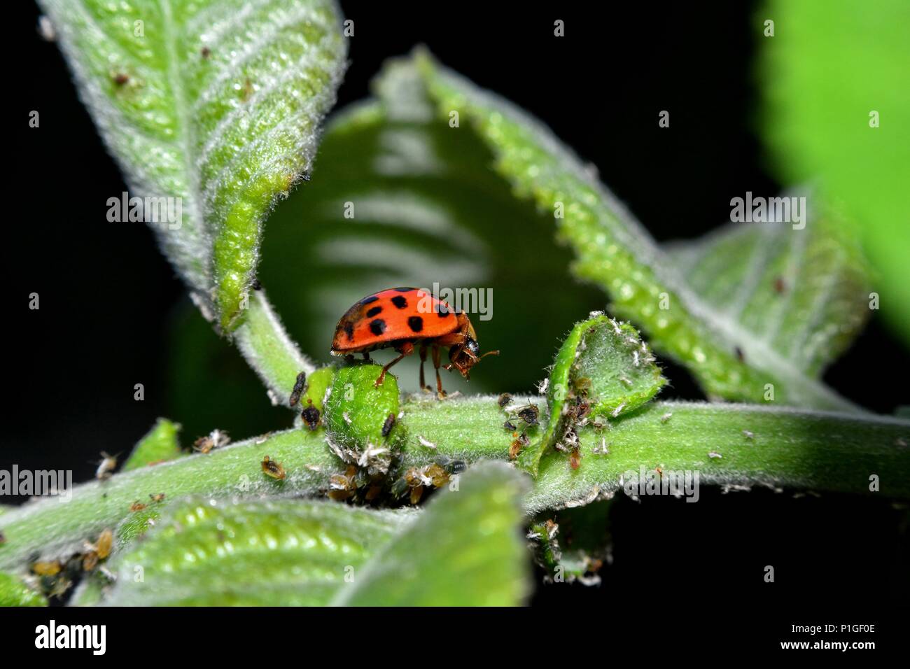 Marienkäfer auf grünes Blatt mit vielen Blattläuse Stockfoto