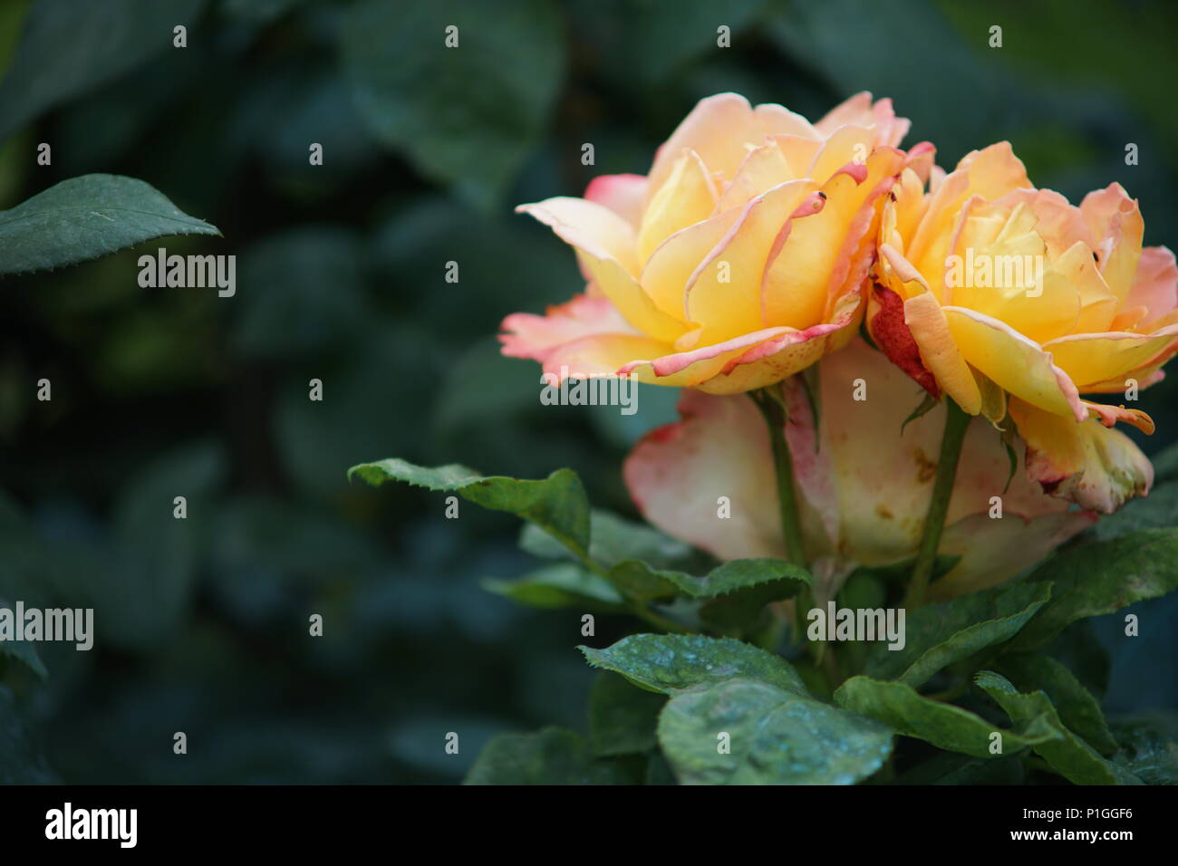 Zwei gelbe Rosen bleiben togetrer in einer engen Umarmung, die das Licht der Liebe und Pflege Stockfoto