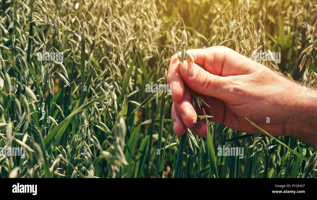 Landwirt Agronom berühren kultivierten grünen Hafer im Feld während der Prüfung der Getreidepflanze Entwicklung Stockfoto