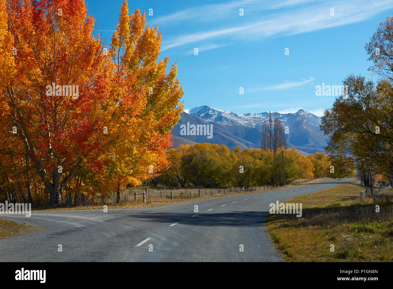 Herbst Farbe und Ben Ohau Range, in der Nähe von Twizel, Mackenzie Country, Canterbury, Südinsel, Neuseeland Stockfoto