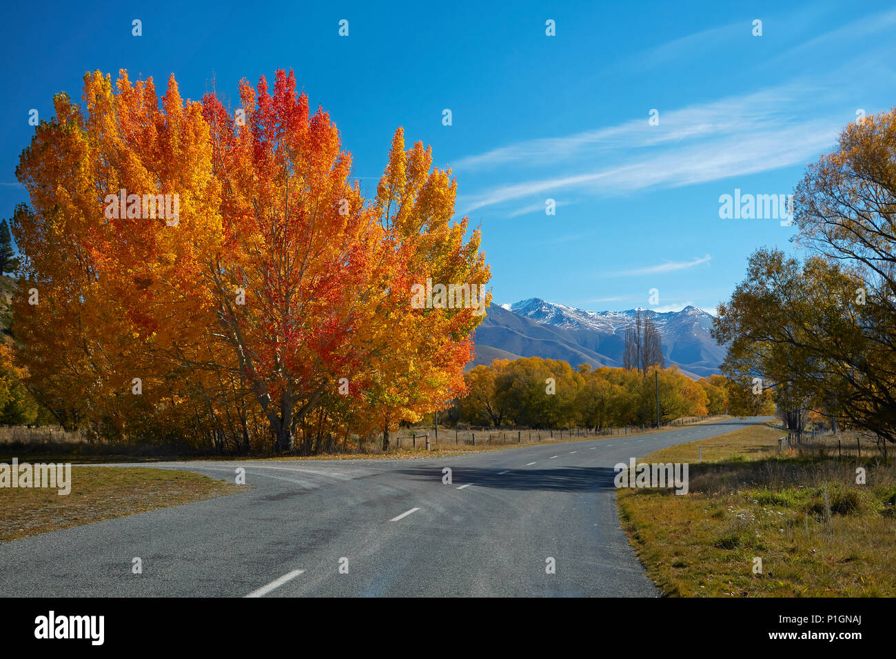Herbst Farbe und Ben Ohau Range, in der Nähe von Twizel, Mackenzie Country, Canterbury, Südinsel, Neuseeland Stockfoto