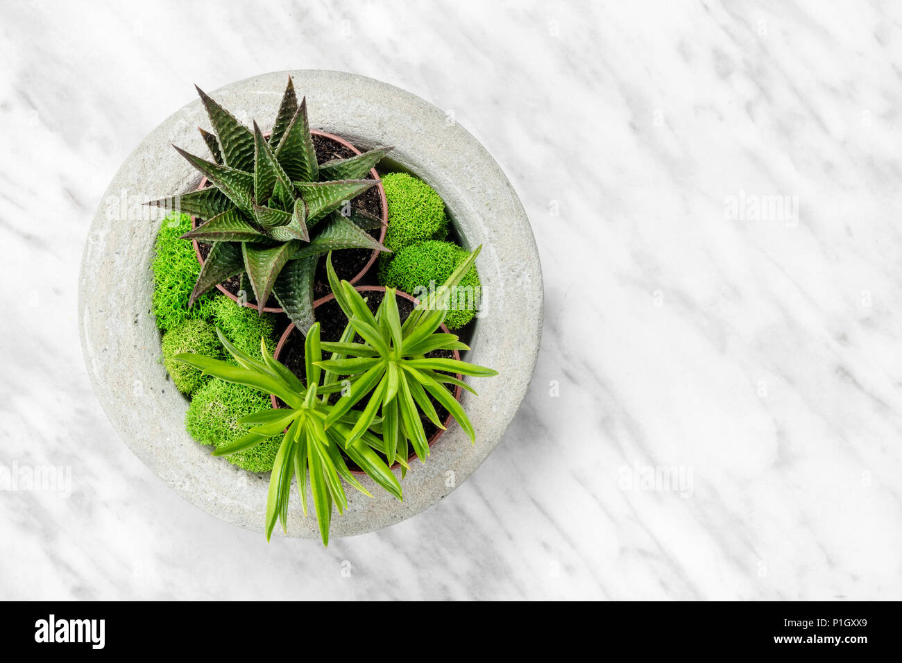 Sukkulenten Pflanzen In Einer Handgefertigten Konkrete Pflanzmaschine Auf Marmor Hintergrund Schones Zuhause Eingerichtet Stockfotografie Alamy