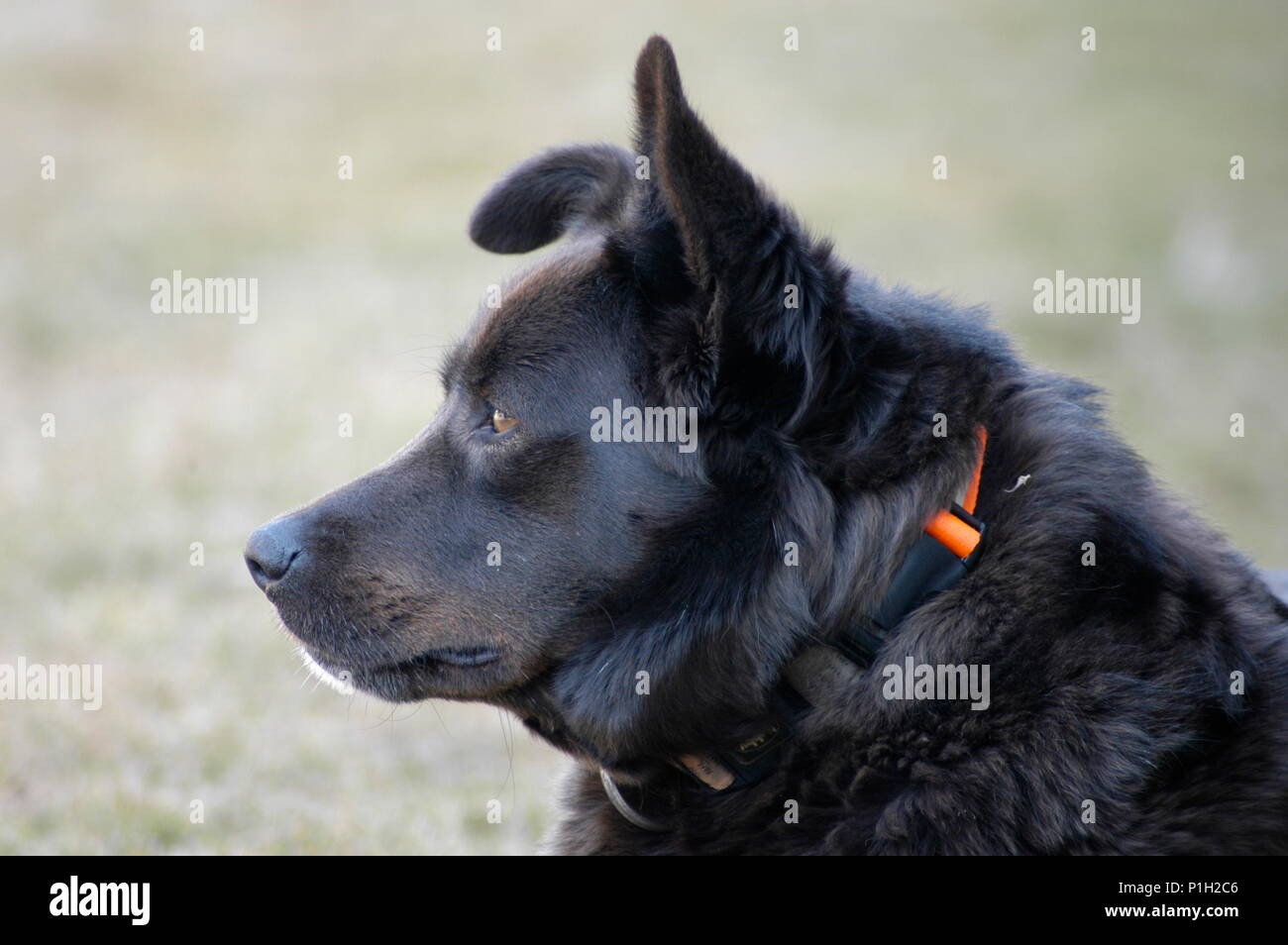 Porträt eines schwarzen Hundes Stockfoto