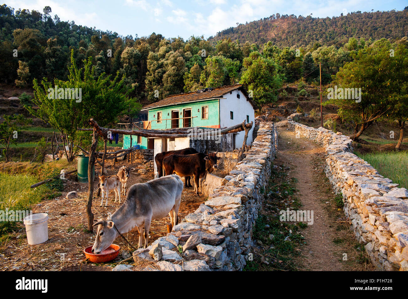 Haus in der Nähe des Wald Straße an Kala Agar Dorf, Kumaon Hügel, Uttarakhand, Indien Stockfoto