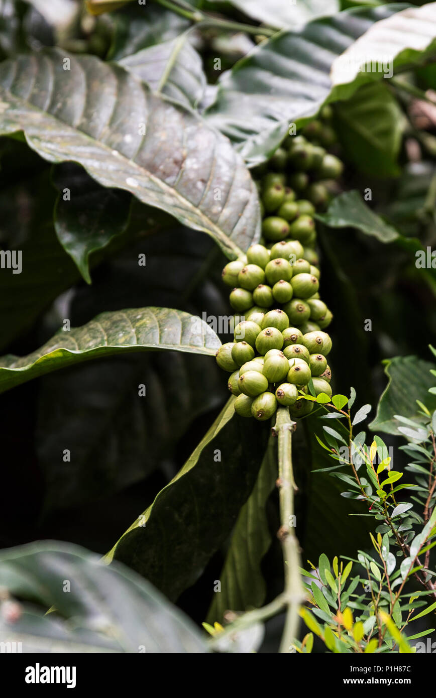 Kaffeeplantage in Coorg Karnataka Indien Stockfoto