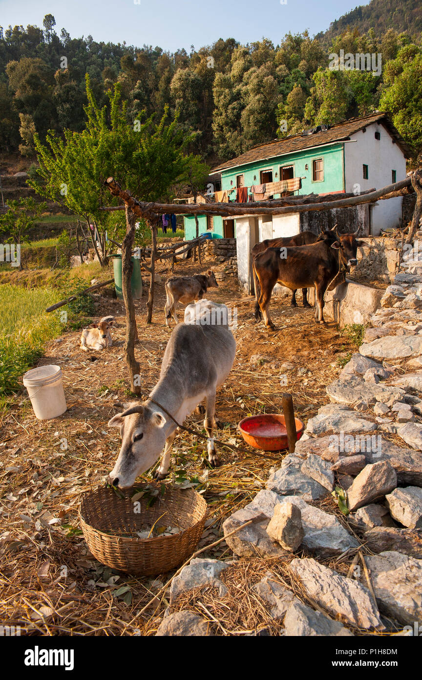 Haus in der Nähe des Wald Straße an Kala Agar Dorf, Kumaon Hügel, Uttarakhand, Indien Stockfoto