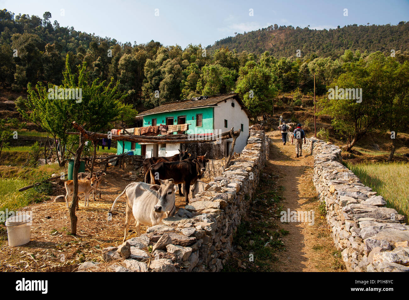 Haus in der Nähe des Wald Straße an Kala Agar Dorf, Kumaon Hügel, Uttarakhand, Indien Stockfoto