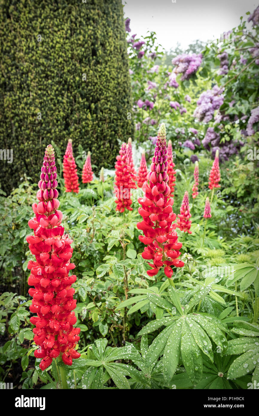 Lupinen nach einem Regenschauer bei Hidcote Gärten. Stockfoto