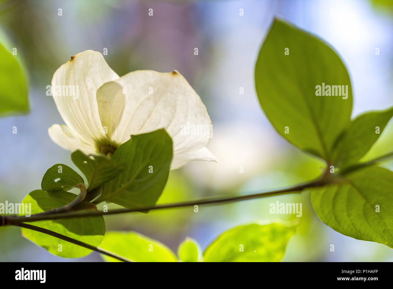 Pacific hartriegel Blüte (Cornus nuttallii) Blüte im Frühjahr im Yosemite National Park, Kalifornien, USA. Stockfoto