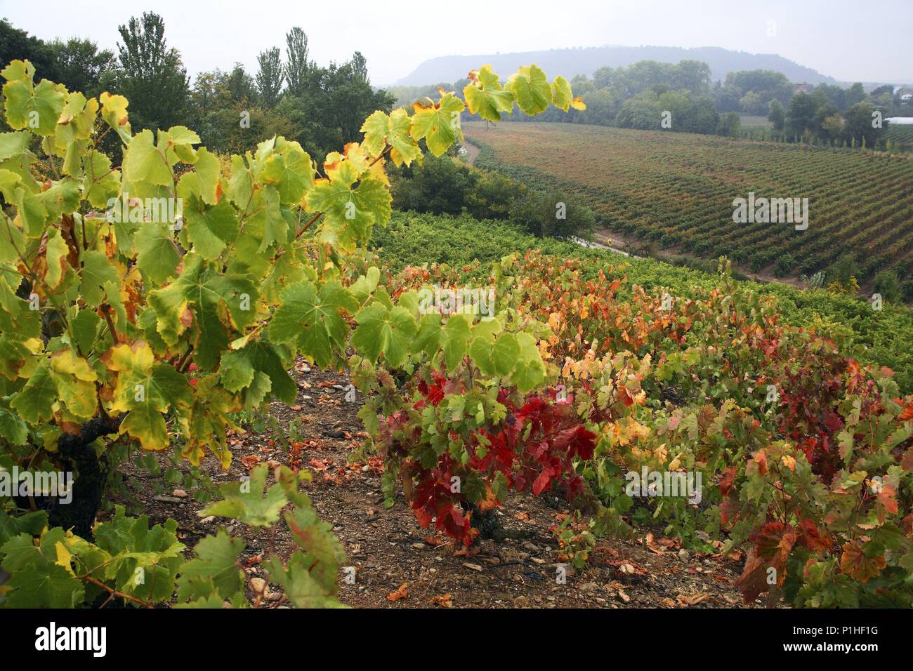 Spanien - LA RIOJA Rioja Media (Bezirk). Viñas de Otoño junto al pueblo de Torremontalbo. Stockfoto