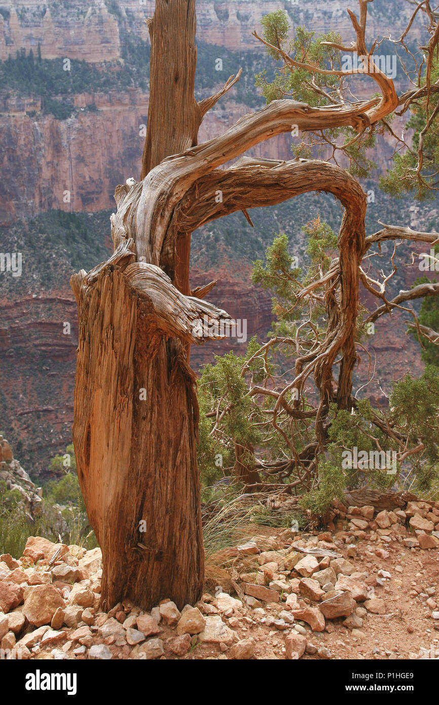 Pfade des Grand Canyon 4. Stockfoto