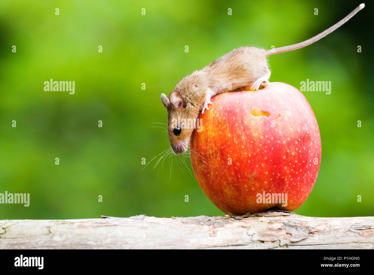 Maus auf Äpfel, Captive, Maus mit Apfel Stockfoto