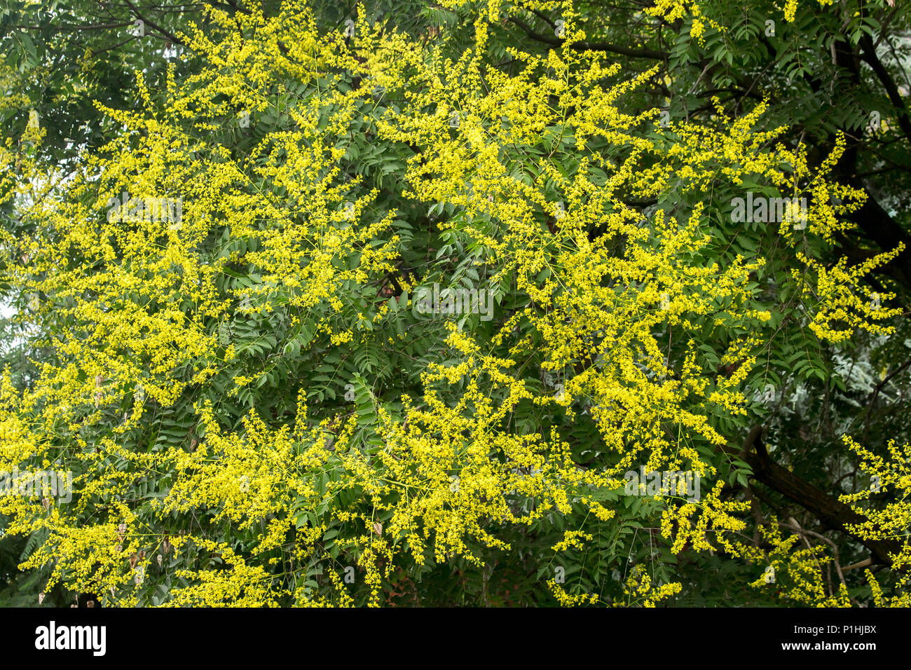 Gelbe Blumen von Kolreuteria paniculata Stockfoto