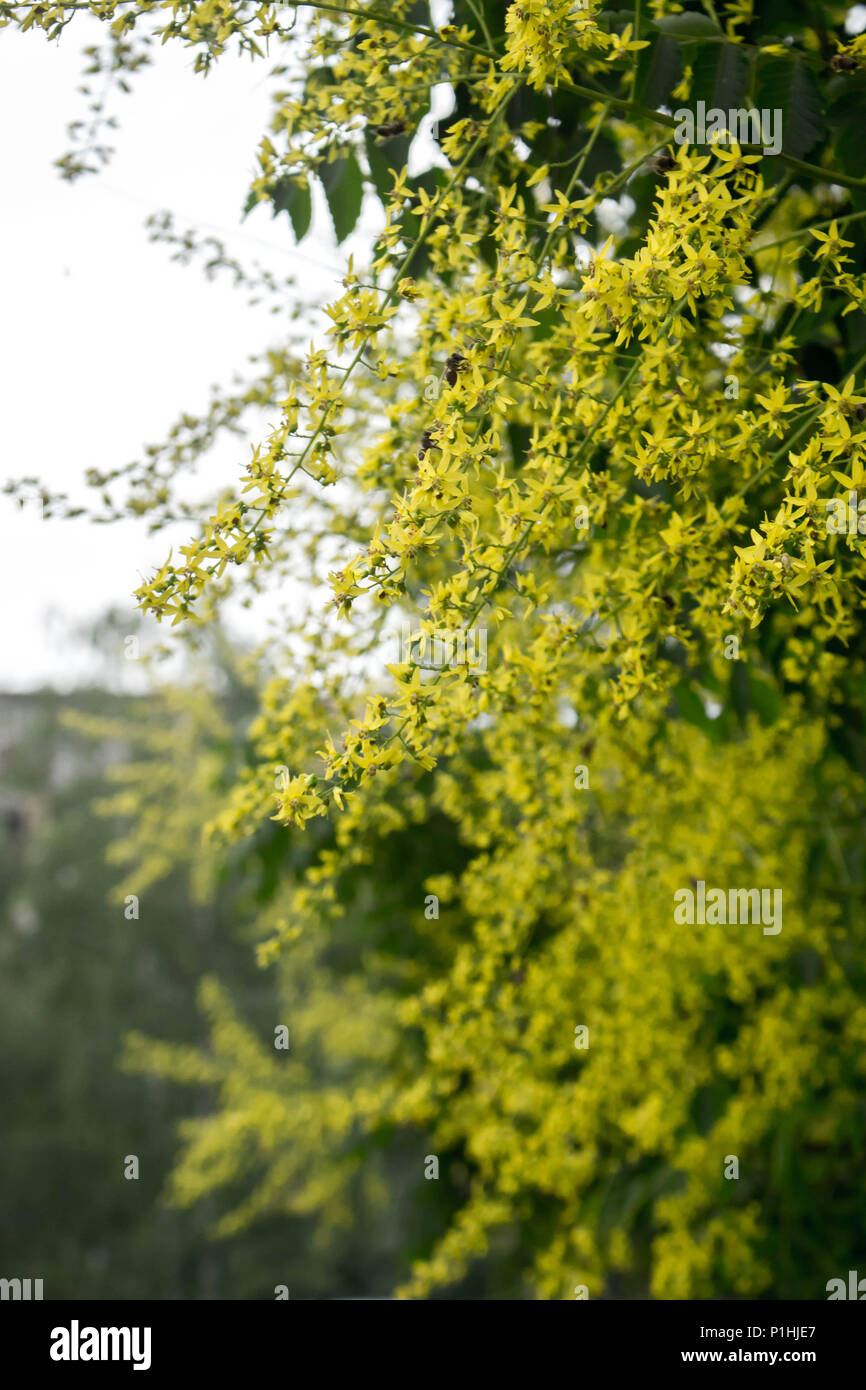 Gelbe Blumen von Kolreuteria paniculata Stockfoto