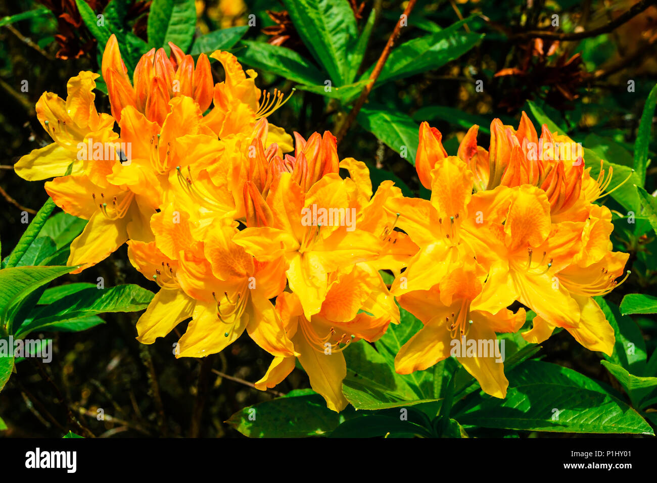 Goldgelb Azelea Japonica cluster Close-up. Stockfoto