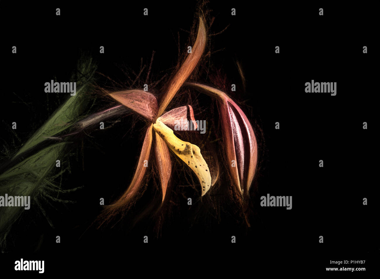 Procatavola golden Peacock Orchidee. Stockfoto