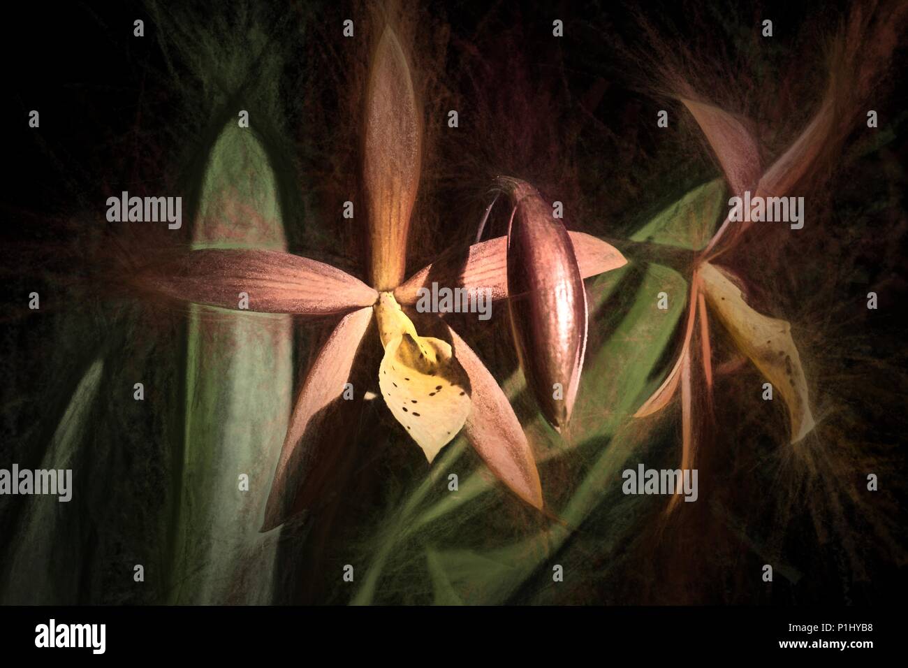 Procatavola golden Peacock Orchidee. Stockfoto