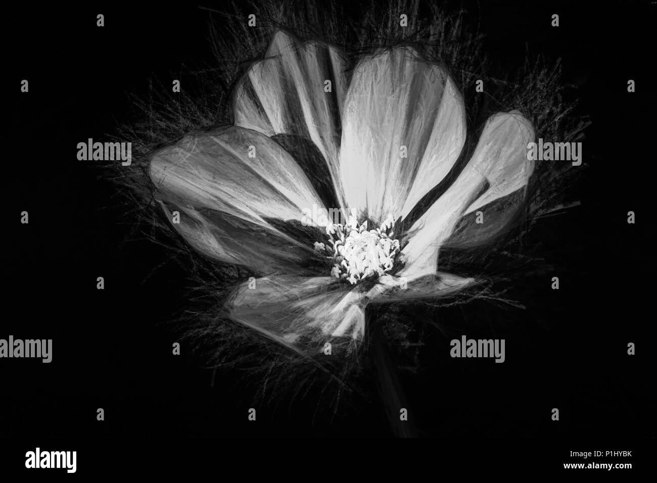 Ein Kosmos blühen. Stockfoto