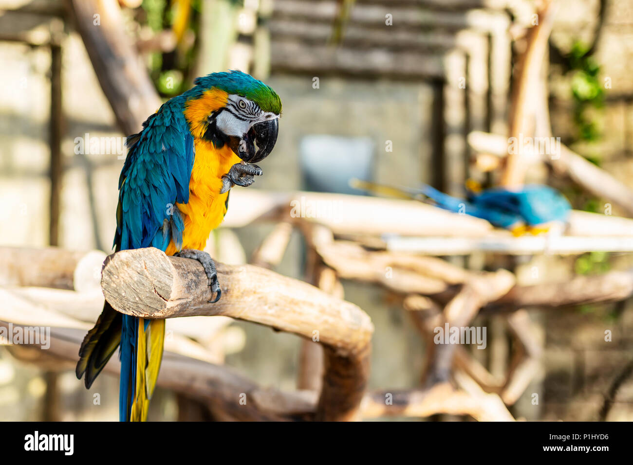 Grünen, blauen und gelben Farben Parrot-Ara ararauna auf Baum in exotische Länder. Stockfoto