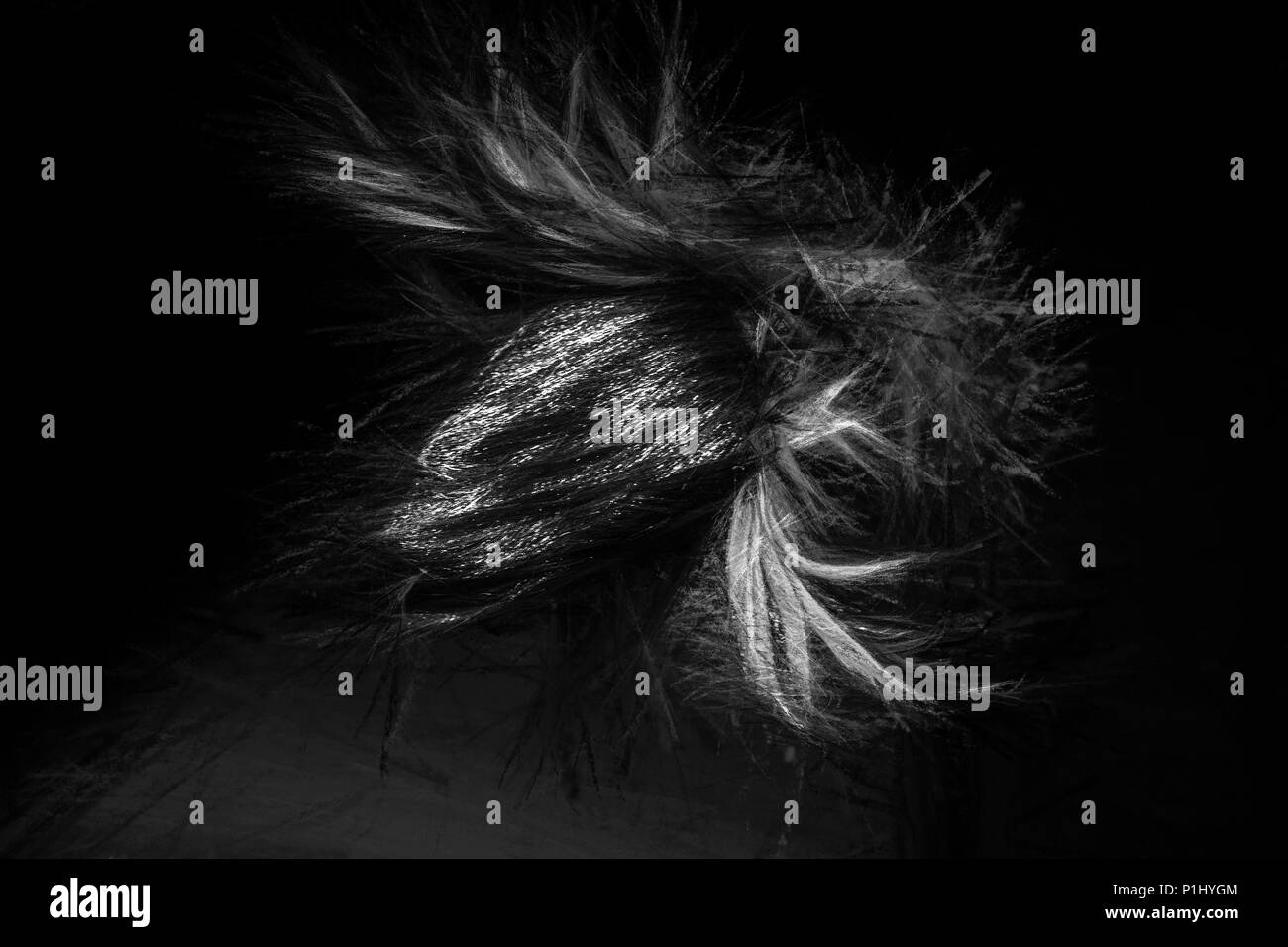 Anemone trifft auf Schwarz und Weiß. Stockfoto