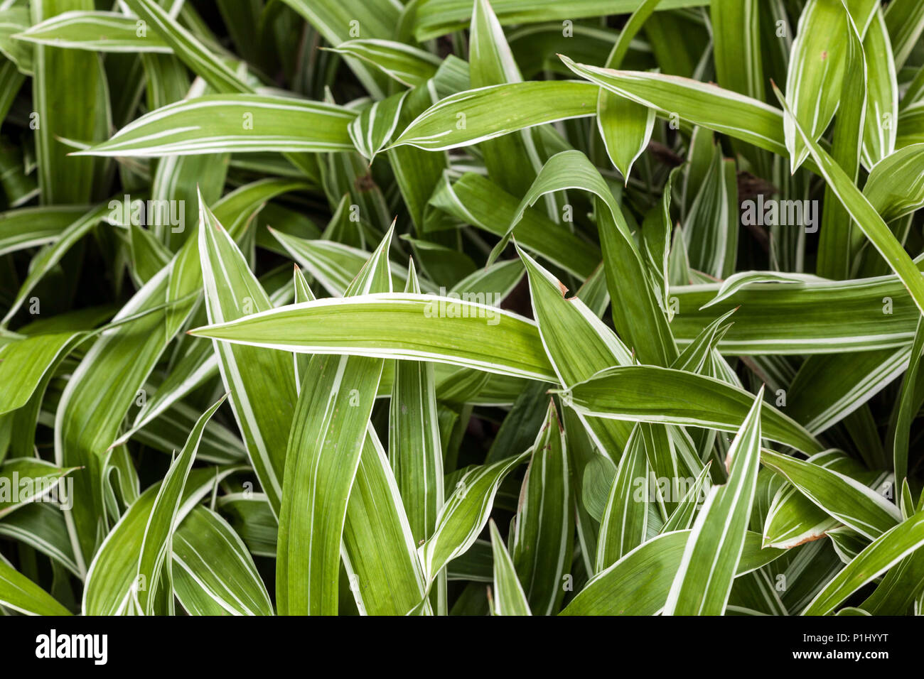 Frische neue Blätter Carex siderosticta Variegata schleichendes breitblättriges Sedge Stockfoto