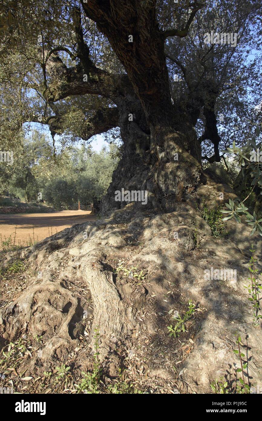 Spanien - Katalonien - Montsià (Kreis) - TARRAGONA. Ulldecona; Finca de Olivos milenarios Cerca del Pueblo. Stockfoto