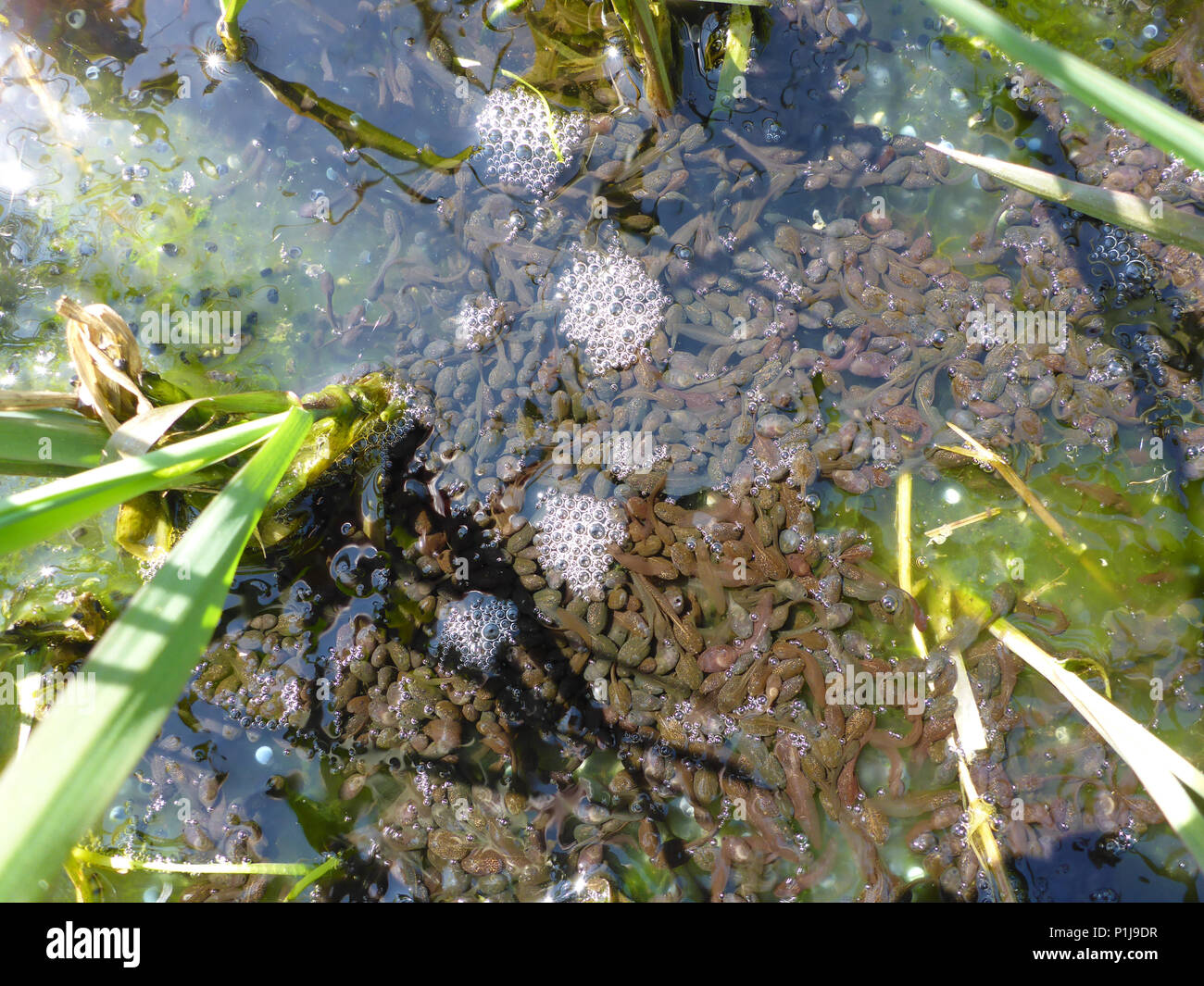 Kaulquappe und Frosch von gemeinsamen europäischen Frog spawn Stockfoto