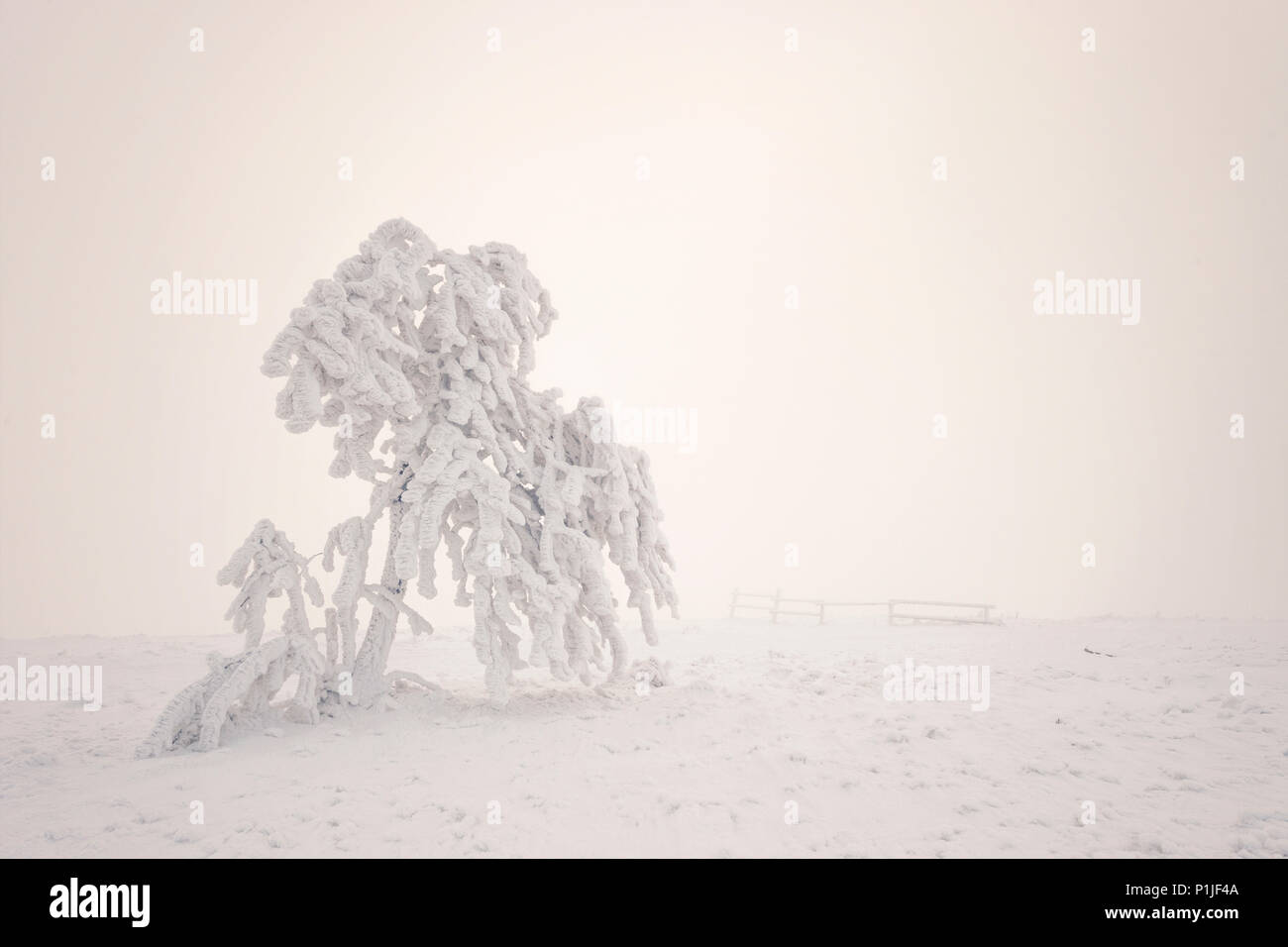 Harte Reim auf einen Baum im Nebel auf dem höchsten Gipfel namens Wasserkuppe Rhön in der Nähe von Gersfeld, Landkreis Fulda, Hessen, Deutschland umgeben Stockfoto