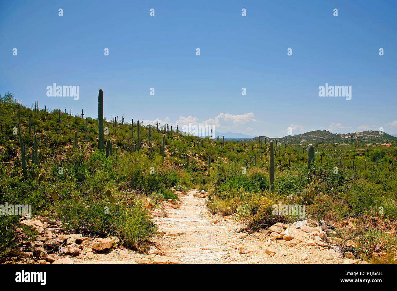 Gigantischen Saguaro Kaktus Landschaft, Saguaro National Park, Sonoran Wüste, Tucson, Arizona Stockfoto