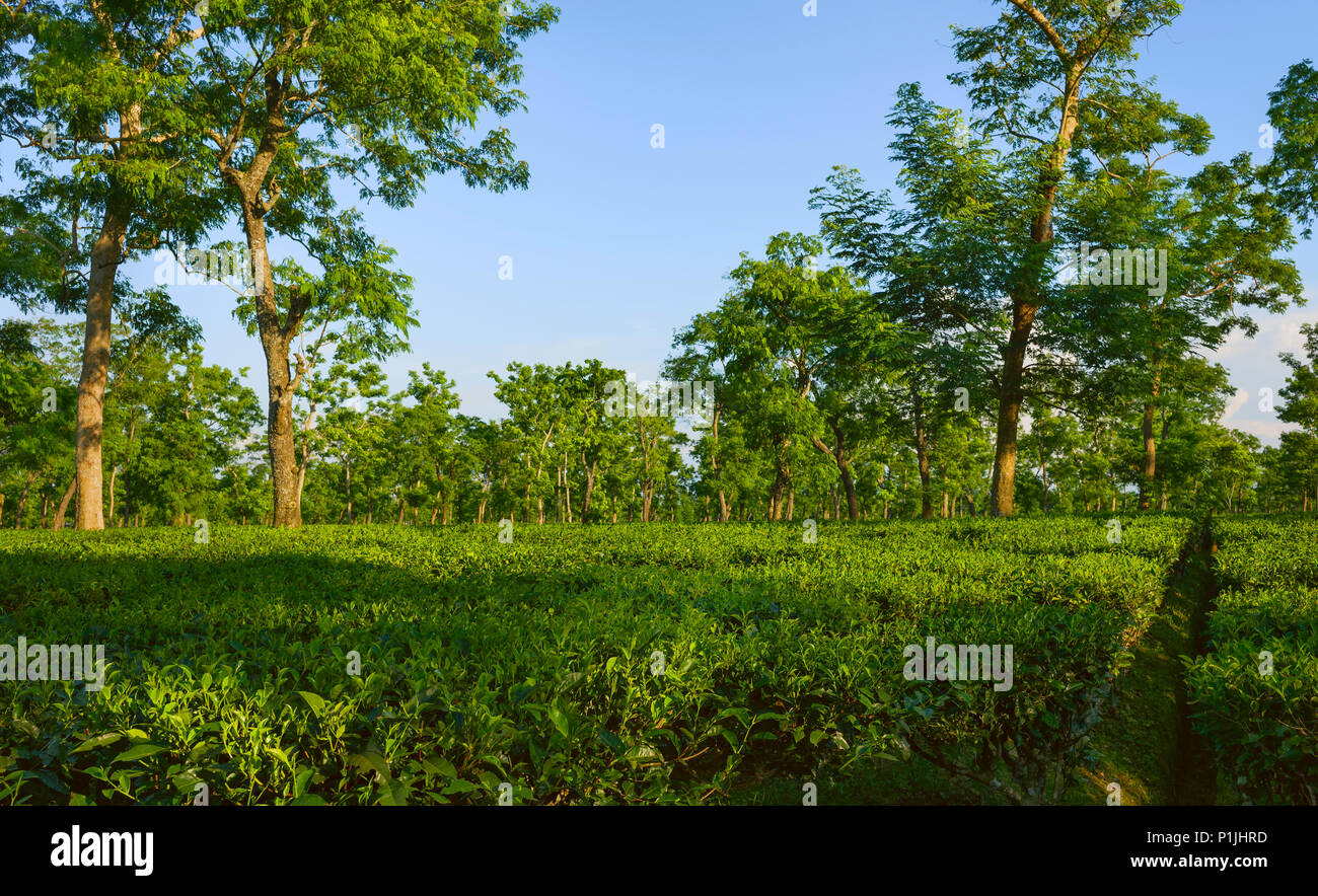 Blick über Tee Plantage in der Erntezeit im Sommer durch Bäume, die Schatten in der Nähe von Jorhat, Assam, Indien flankiert. Stockfoto