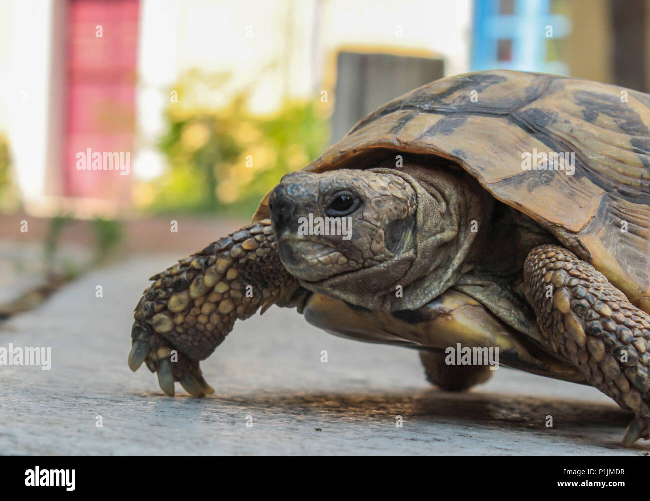 Nahaufnahme eines Gemeinsamen Europäischen Schildkröten (Testudo graeca) in einer Stadt Umgebung Stockfoto