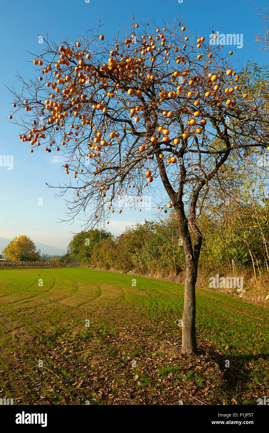 Monterotondo (Bs), Franciacorta, Italien, eine persimone Baum Stockfoto