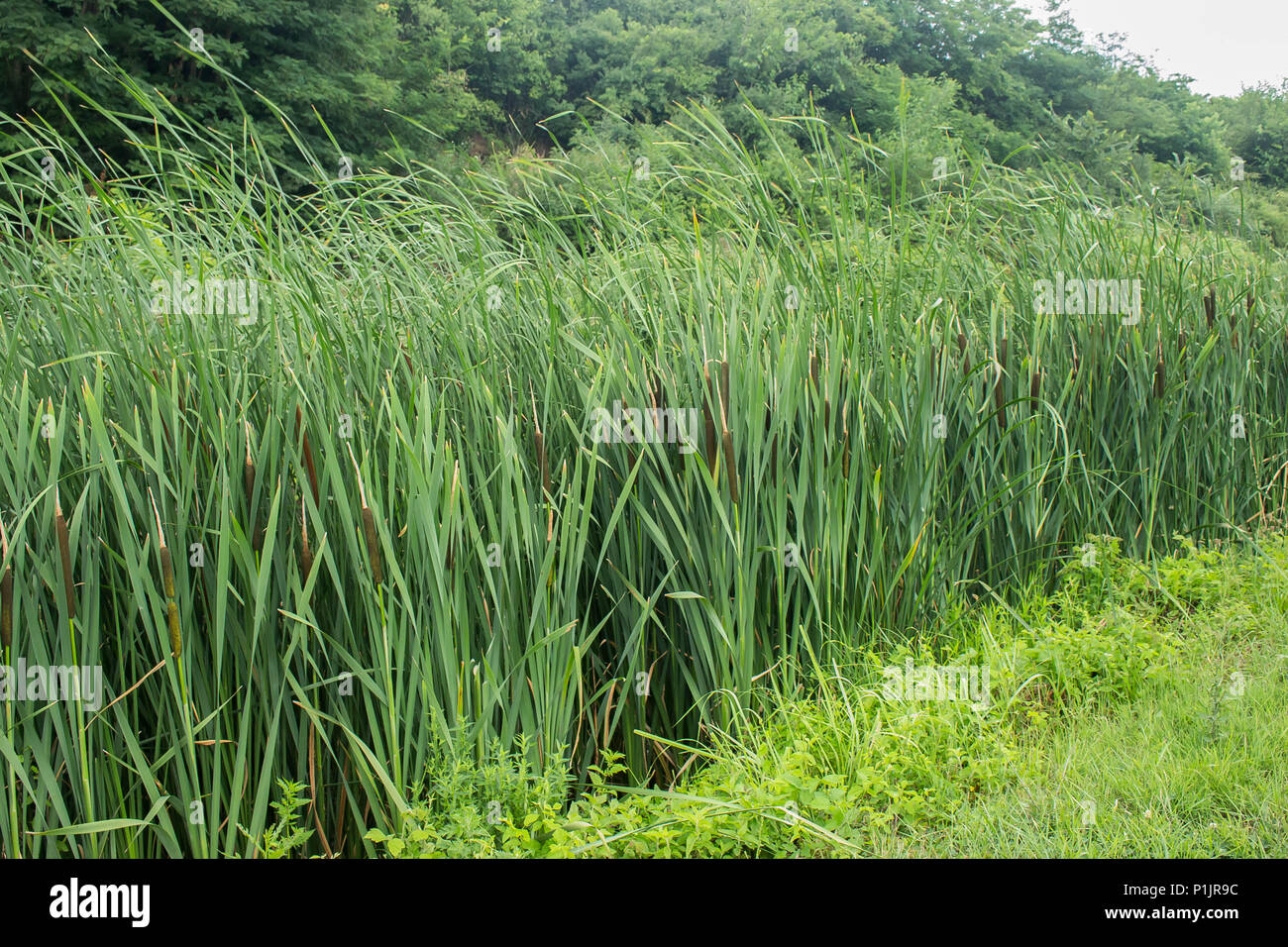 Vegetation in der Bekämpfung von breitblättrigen Cattail/Typha angustifolia Stockfoto