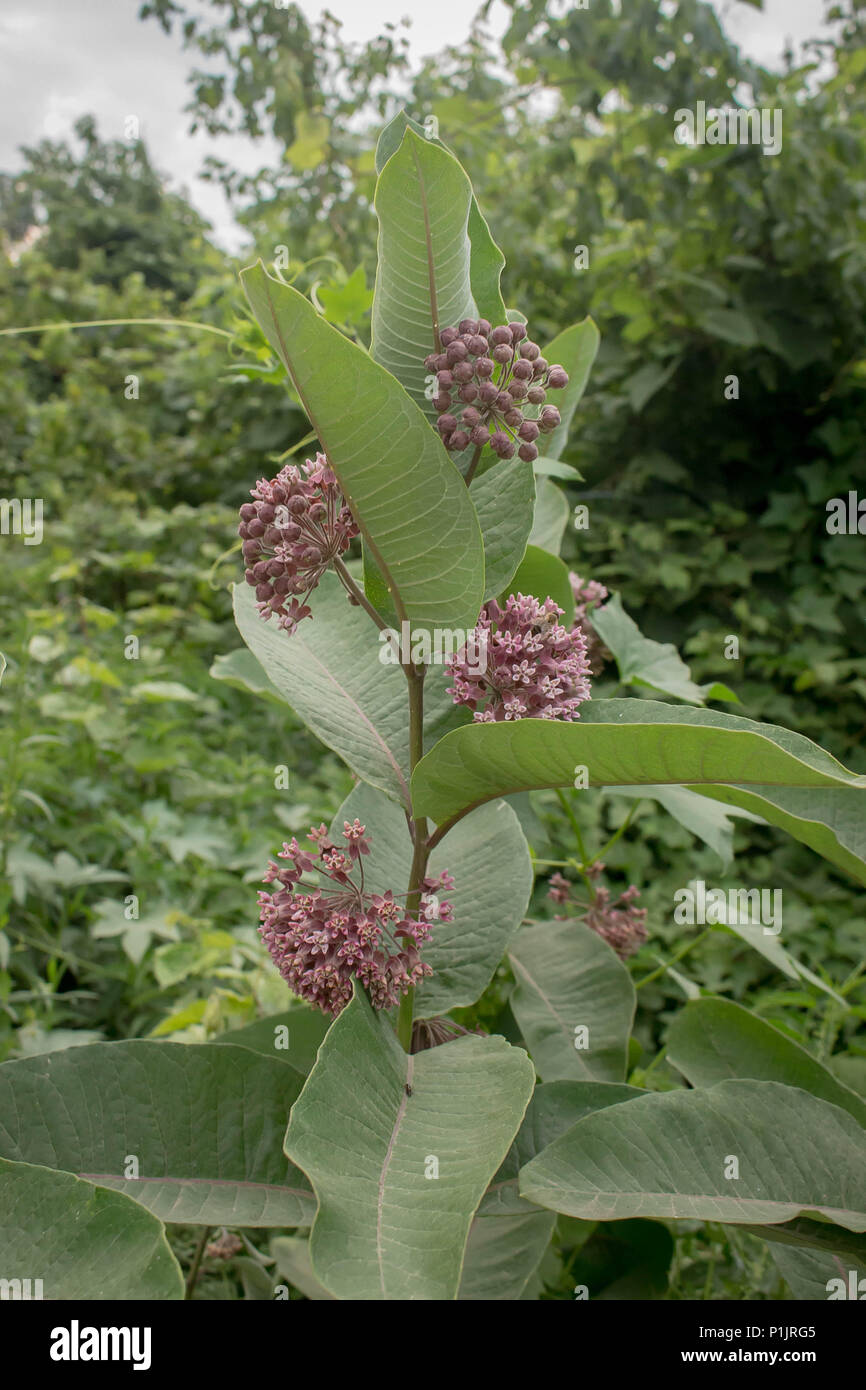 Lila Blüten von Common milkweed/Asclepias syriaca Stockfoto