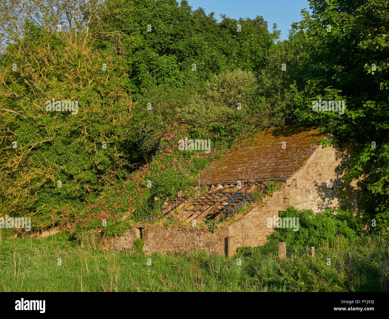 Eine kleine heruntergekommene Schottische Cottage liegt halb im Unterholz in ein Feld verborgen in Angus auf einem erlesenen schottischen Sommer Abend. Guthrie, Forfar, Angus Stockfoto