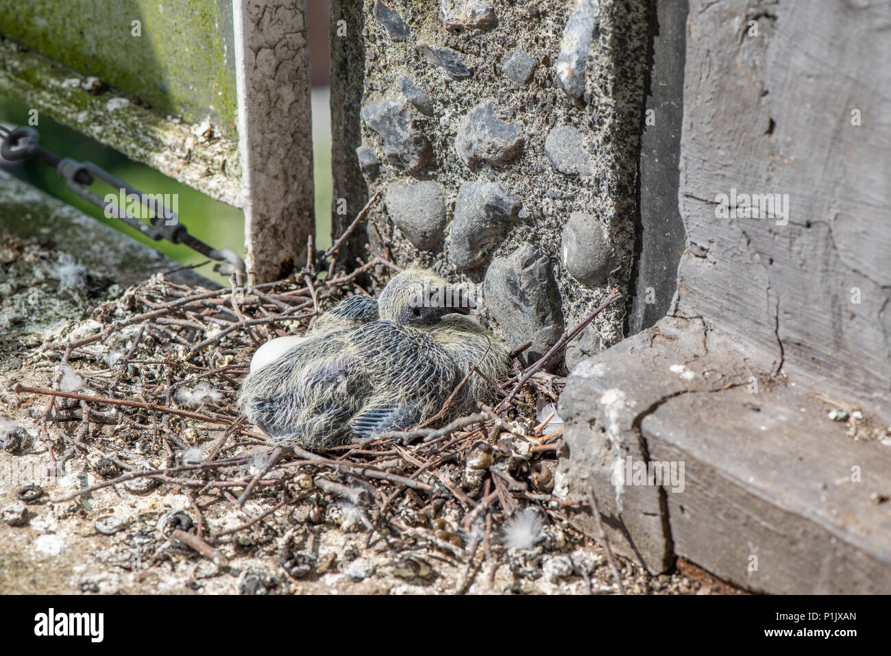 Baby Taube sitzt geduldig auf Nest neben einem Ei Stockfoto