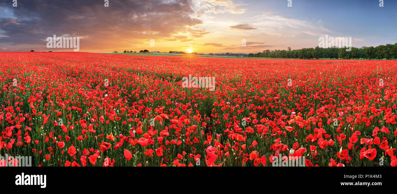 Landschaft mit schönen Sonnenuntergang über mohnfeld - Panorama Stockfoto