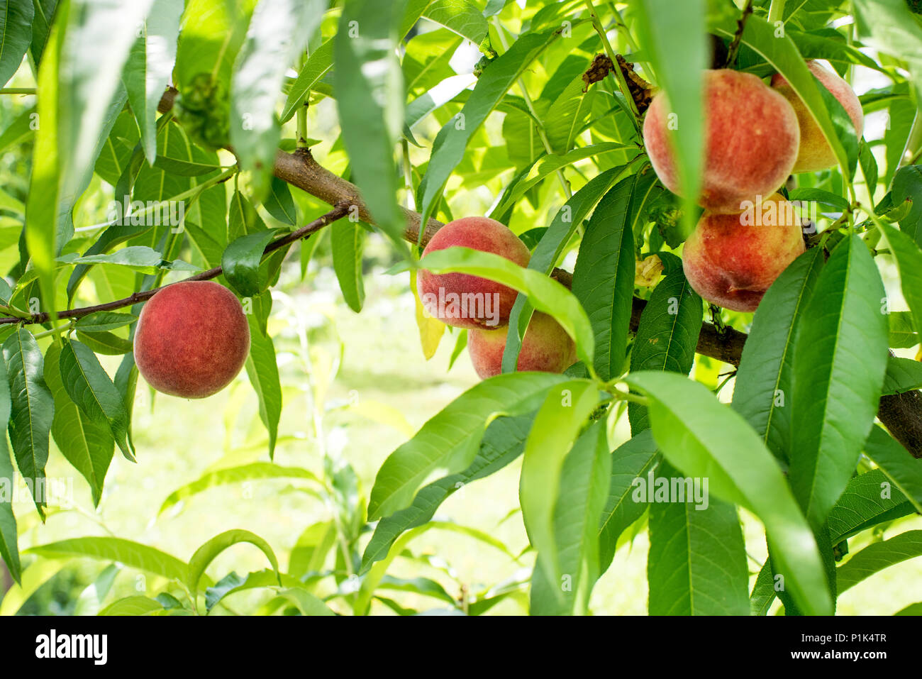 Frische natürliche Pfirsiche auf Baum im Sommer Stockfoto