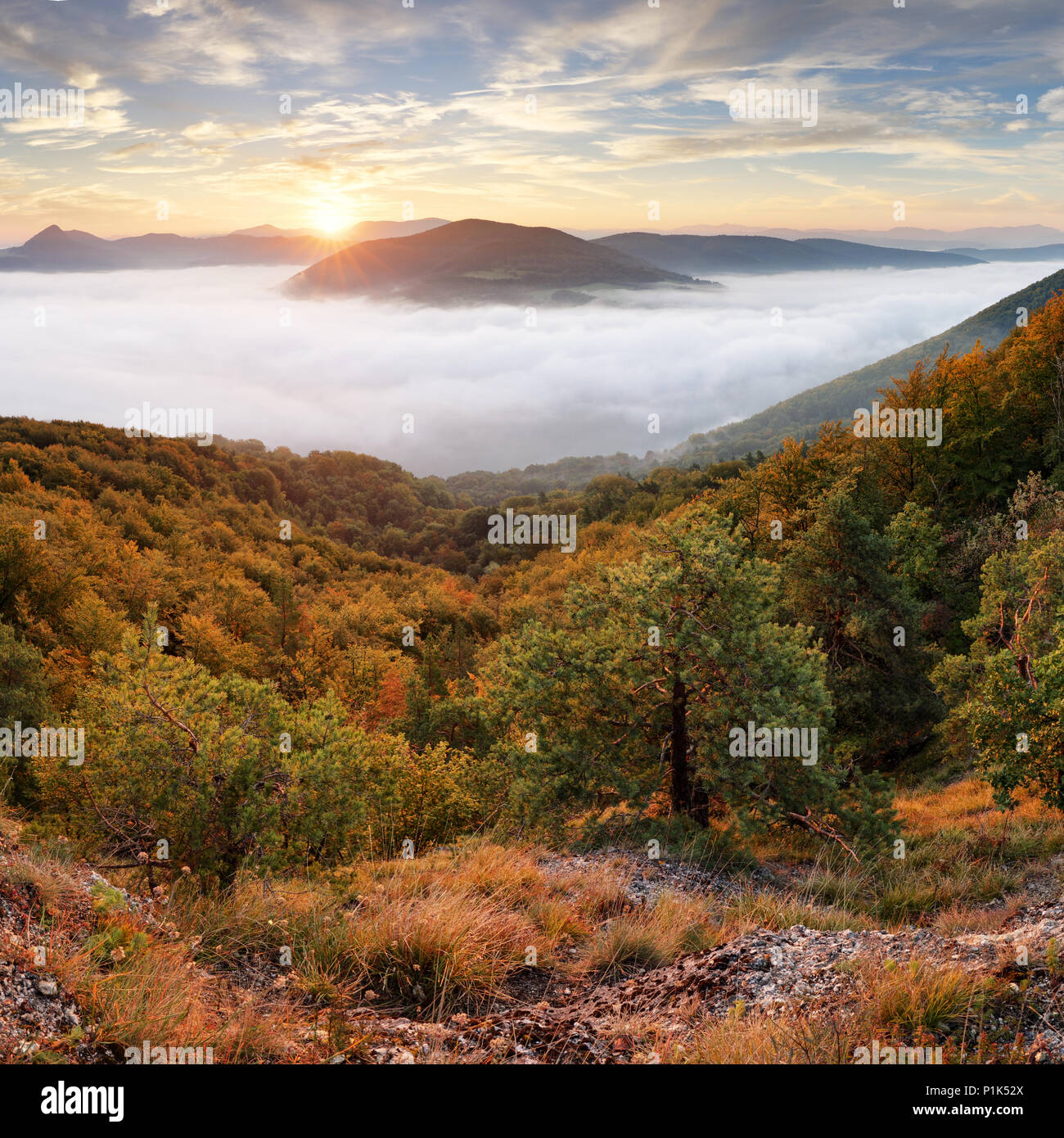 Landschaft schöne Herbst morgen über tiefen Wald Tal. Stockfoto