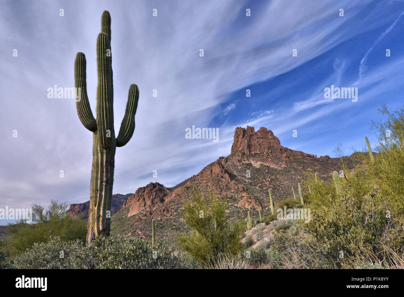 Saguaro Cactus und Miner's Needle entlang des Dutchman Trail, Tonto National Forest, Arizona, USA Stockfoto