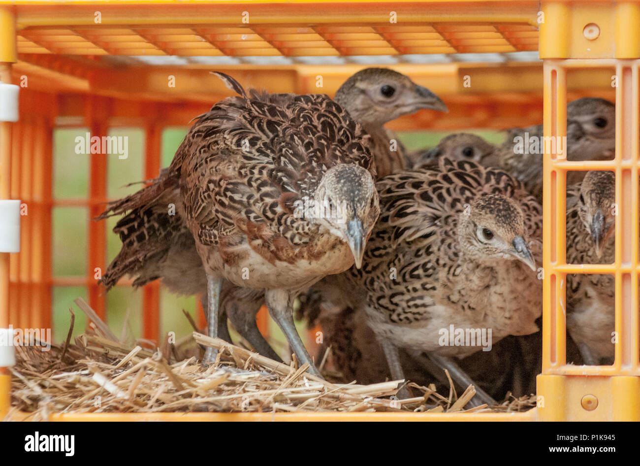 Sieben Wochen alten Fasanenküken, oft bekannt als poults, in ein wildhüter Release pen aus den Kisten verwendet für den Transport freigegeben wird Stockfoto