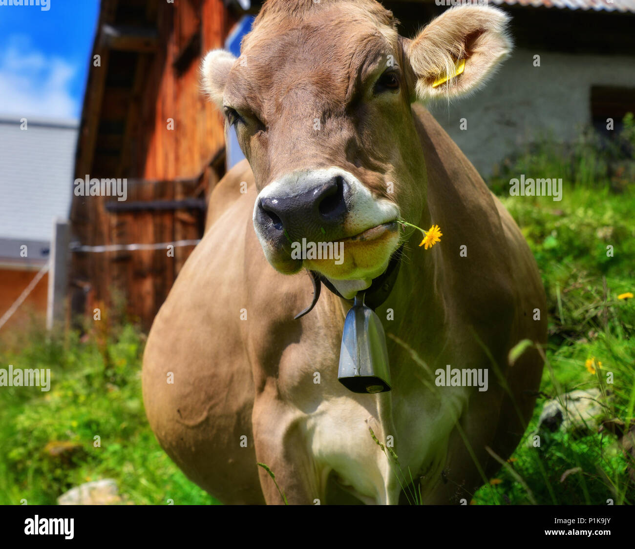 Kuh mit einem Löwenzahn Blume im Maul, Schweiz Stockfotografie - Alamy