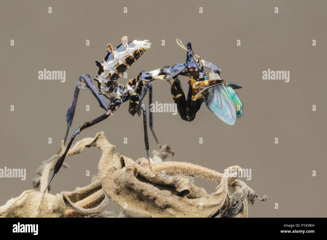 Mantis essen ein Insekt Stockfoto