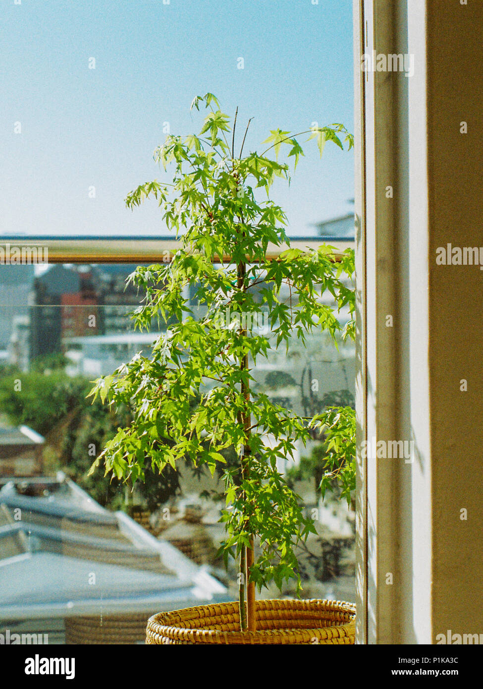 Kleiner Baum auf dem Balkon einer Wohnung Stockfoto