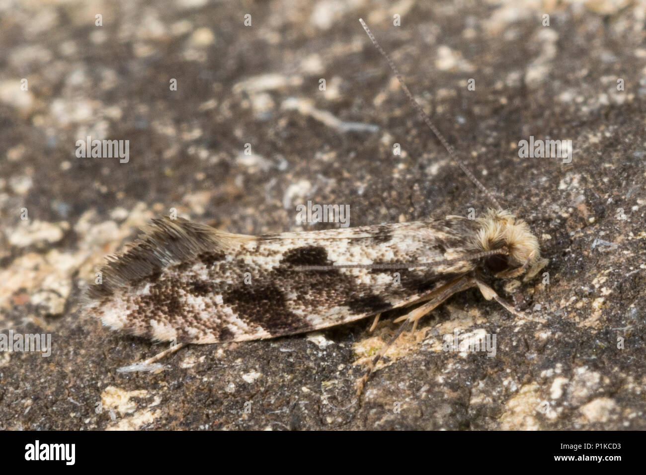 Motte, Nemapogon spec., tineoid Motte Motten Tineidae, Echte, tineoid Motten Stockfoto