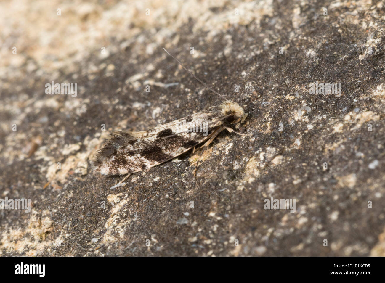 Motte, Nemapogon spec., tineoid Motte Motten Tineidae, Echte, tineoid Motten Stockfoto