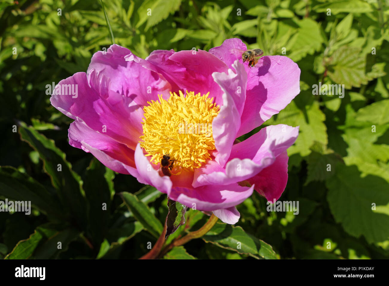 Bienen ernten Pollen aus einer Pfingstrose (Paeonia lactiflora) oder Chinesische Pfingstrose, in der Blüte, im Mai, in einem Garten. Rosenblätter und gelben Staubgefäßen Stockfoto