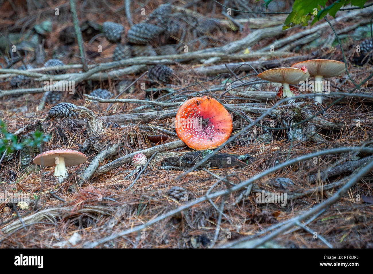 Giftige Pilze. Giftige Pilz mit hell rot Kappe und weiße Flecken Flocke wächst unter Pinien in einem Wald. Stockfoto