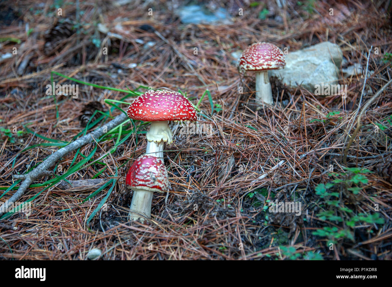 Giftige Pilze. Giftige Pilz mit hell rot Kappe und weiße Flecken Flocke wächst unter Pinien in einem Wald. Stockfoto