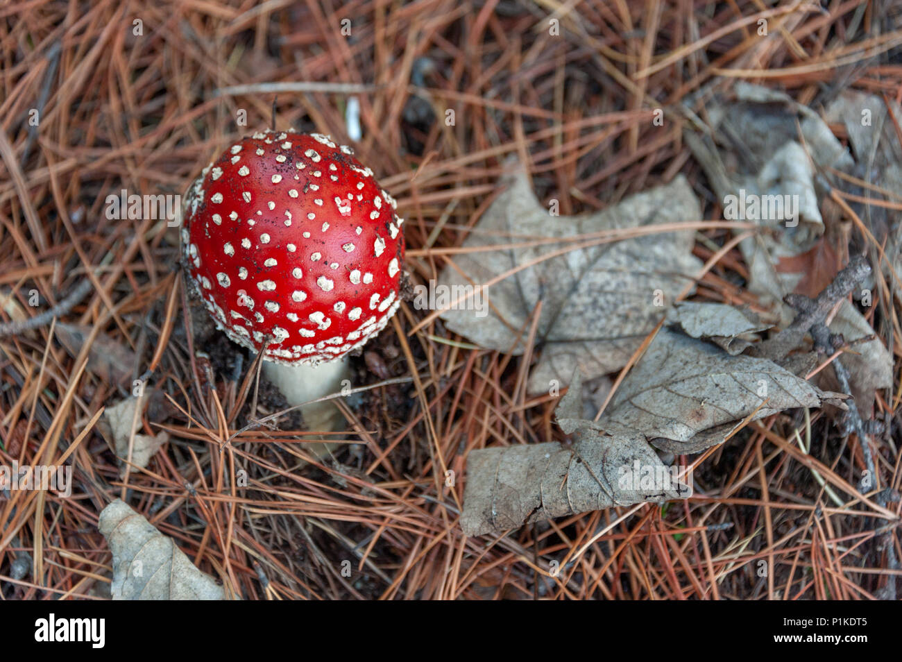 Giftige Pilze. Giftige Pilz mit hell rot Kappe und weiße Flecken Flocke wächst unter Pinien in einem Wald. Stockfoto